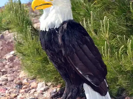 Águila calva animatrónica