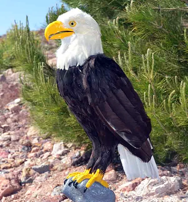 Águila calva animatrónica
