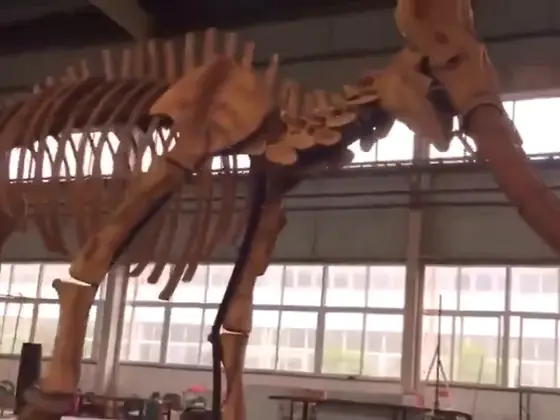 Esqueleto de mamut (réplica)