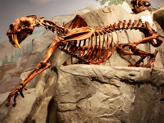 Esqueleto de tigre dientes de sable montado sobre un diorama rocoso, en actitud de acecho, con los caninos superiores muy destacados