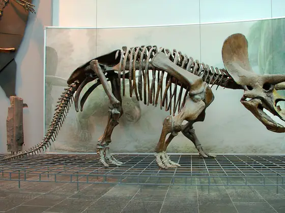 Esqueleto completo de triceratops montado de perfil en una sala de exposición, con la gola ósea y los tres cuernos visibles