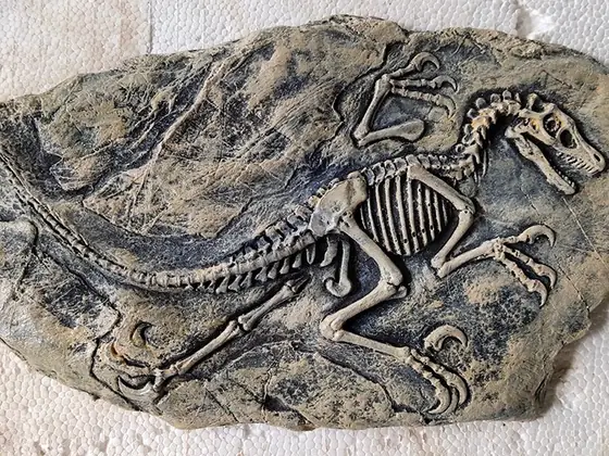 Placa de roca con el esqueleto completo de un dinosaurio pequeño fosilizado en relieve, articulado y con la cola enroscada