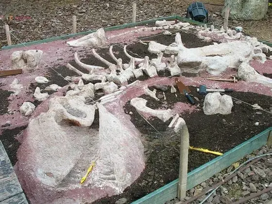 Zona de excavación de fósiles