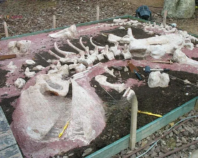 Zona de excavación de fósiles